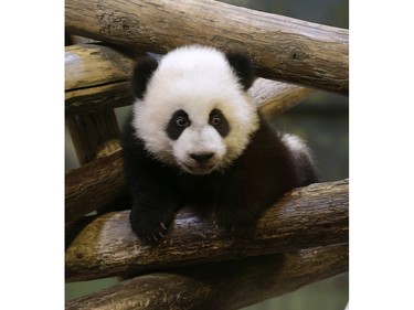 Jia Panpan (meaning Canadian Hope) and Jia Yueyue (Canadian Joy) play in their enclosure at the Toronto Zoo on March 7, 2016.