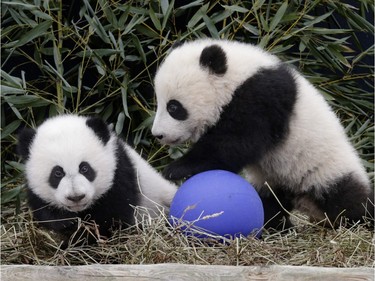 Jia Panpan (meaning Canadian Hope) and Jia Yueyue (Canadian Joy) play in their enclosure at the Toronto Zoo on March 7, 2016.