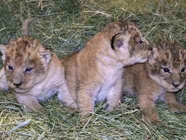 Three new cubs are seen at the lion den at the Hogle Zoo in Salt Lake City, Utah, March 7, 2016. The cubs, two male and one female, were born Feb. 24.