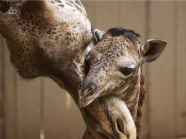 A newborn baby giraffe and its mother, Audrey, are seen in Santa Barbara, California, March 28, 2016.