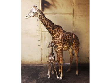 A newborn baby giraffe and its mother, Audrey, are seen in Santa Barbara, California, March 28, 2016.