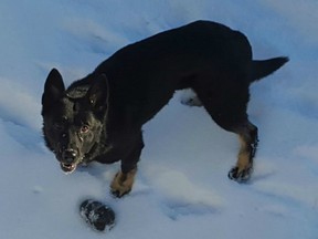 The Saskatoon police canine unit helped uncover hidden cocaine and a handgun during the execution of a pair of search warrants on Feb. 29, 2016