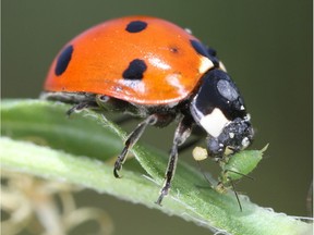 Ladybird beetle munches on an aphid.