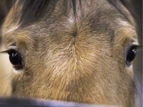 A close up of a horse.
