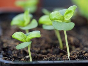 There are steps gardeners can take to ward off damping in seedlings.