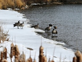 Geese return for spring and hang out on the river, Thursday, March 10, 2016. (GREG PENDER/ SASKATOON STARPHOENIX)