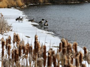 Geese return for spring and hang out on the river in Saskatoon on  March 10, 2016.
