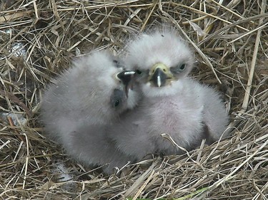 Two eaglets are seen in Washington, March 20, 2016. Three baby bald eagles have hatched in Washington this spring.