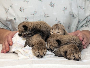 These five cheetah cubs were born on March 8, 2016, after a rare C-section procedure, at Cincinnati Zoo.