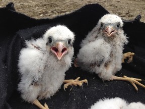 Two immature kestrals banded by Jared Clarke near Moose Jaw last summer.