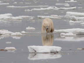 A polar bear walks on the ice on Hudson Bay in a handout photo.