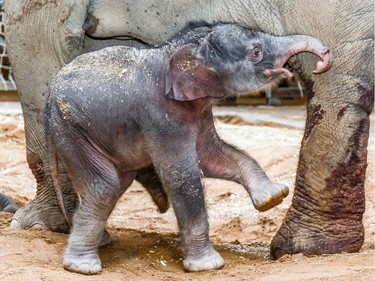A newborn baby elephant walks in the enclosure with its mother Janita at the zoo in Prague, Czech Republic, April 5, 2016.