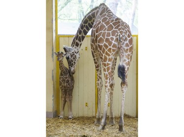 A newborn reticulated giraffe calf stands next to its mother in their enclosure in the Debrecen Zoological and Botanical Garden in Debrecen, Hungary, April 11, 2016.