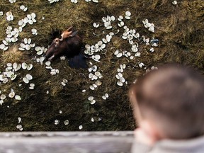 Amanda Laliberte's photograph of an Elk head and clam shells that have been discarded. Laliberte is one of seven artists contributing to the website Tea and Bannock.