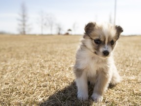 The Saskatoon SPCA is housing about 40 dogs seized last week in one of the province's largest animal seizure on Thursday, April 14th, 2016.