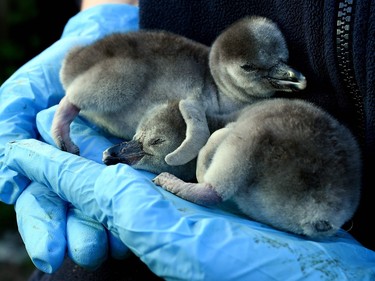 One-day-old baby Humboldt penguin Quaver is held with its newborn sibling Cheeto at the penguin enclosure at Chester Zoo in Chester, northwest England, April 5, 2016.