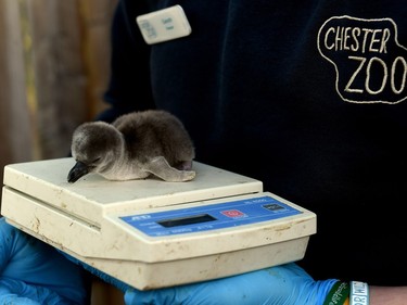 One-day-old baby Humboldt penguin Frazzle is weighed at the penguin enclosure at Chester Zoo in Chester, northwest England, April 5, 2016.