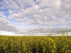 Canola and other crops act as carbon sinks.