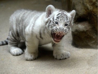 A two-month-old white tiger cub stands in its enclosure, April 25, 2016, at a zoo in Liberec, Czech Republic.