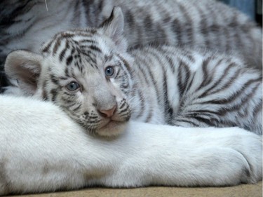 A two-month-old white Indian tiger cub rests on the paw of its mother Surya Bara, April 25, 2016, at a zoo in Liberec, Czech Republic.