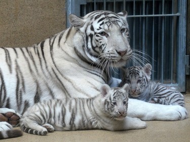 Two-month-old white Indian tiger cubs sit at the feet of their mother Surya Bara, April 25, 2016, at a zoo in Liberec, Czech Republic.