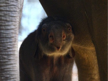 A two-day-old Indian elephant is seen in its enclosure on April 6, 2016, in the Zoo of Prague, Czech Republic.