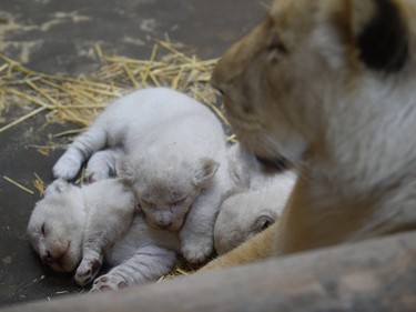 Newborn white lion cubs are pictured with their mother at the zoological park of the eastern French city of Amneville on April 5, 2016.