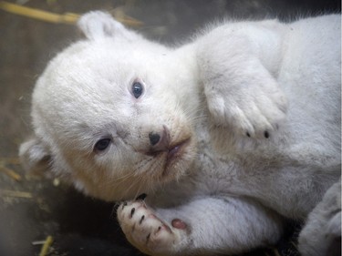 A newborn white lion cub is pictured at the zoological park of the eastern French city of Amneville, April 5, 2016.