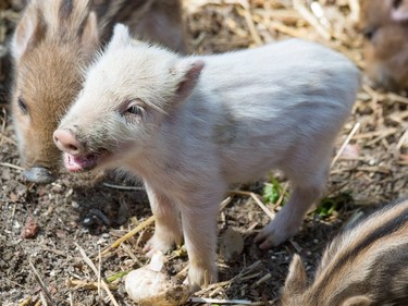 One-week-old white boar Bruno stands among his brothers and sisters in an enclosure of the Schloss Ortenburg wildlife park in Ortenburg, Germany, April 13, 2016.