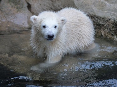 Four-month-old polar bear cub Lily explores the pool during her first trip to the outside enclosure at the Zoo am Meer (zoo at the seaside) in Bremerhaven, Germany, April 5, 2016.