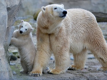 Four-month-old polar bear cub Lily walks with her mother Valeska during her first trip to the outside enclosure at the Zoo am Meer (zoo at the seaside) in Bremerhaven, Germany, April 5, 2016.