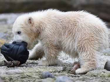 Four-month-old polar bear cub Lily play with a ball during her first trip to the outside enclosure at the Zoo am Meer (zoo at the seaside) in Bremerhaven, Germany, April 5, 2016.