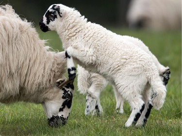 A sheep and a lamb are pictured on April 19, 2016 near Erkrath, Germany.