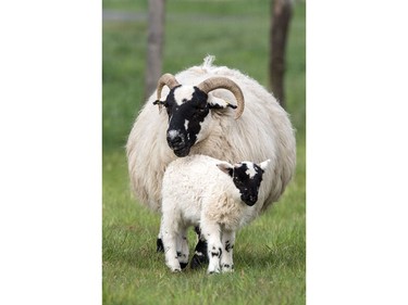 A sheep and a lamb are pictured on April 19, 2016 near Erkrath, Germany.