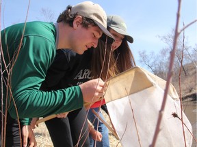Grade 11 students in the Saskatoon Public School Division's Outdoor School, Pekka Dyksman and Braden Cline, left, check out their net after going creek dipping at the Brightwater Science, Environmental and Indigenous Learning Centre on Thursday afternoon, April 28 2016. Media were invited to an open house at Brightwater, located near Beaver Creek, Sask., as the centre is celebrating its 25th year during the 2015-2016 school year.