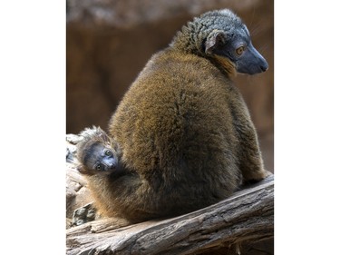 A baby brown collared lemur clings to its mother at the Bronx Zoo in the Bronx borough of New York, April 14, 2016.