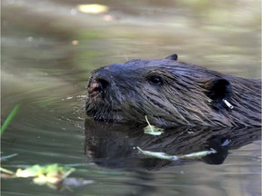 FILE PHOTO - A male beaver