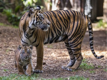 Adult Sumatran tiger Joanne and her cub make a public debut in the maternity exhibit at Tull Family Tiger Trail at San Diego Zoo Safari Park in Escondido, California, April 26, 2016.