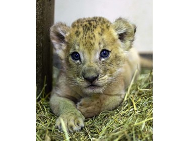 A nearly eight-week-old lion cub born at Buffalo Zoo looks into the camera, in Buffalo, N.Y., in this undated photo received April 27, 2016.