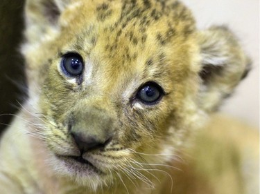 A nearly eight-week-old lion cub born at Buffalo Zoo looks into the camera, in Buffalo, N.Y., in this undated photo received April 27, 2016.