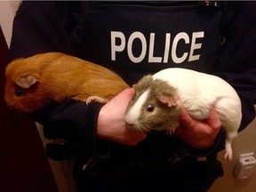 Kindersley RCMP got into the April Fools game with a Facebook post about Thunder (Right) and Lightning, their two new guinea pig officers.