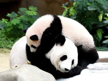 Seven-month-old female giant panda cub Nuan Nuan plays with her mother Liang Liang inside the panda enclosure at the National Zoo in Kuala Lumpur, Malaysia on April 7, 2016.