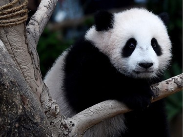 Seven-month-old female giant panda cub Nuan Nuan plays inside the panda enclosure at the National Zoo in Kuala Lumpur, Malaysia on April 7, 2016.