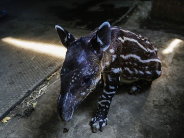 A tapir calf, rejected and abandoned by its mother, is pictured at the National Zoo in Managua, Nicaragua, April 21, 2016.