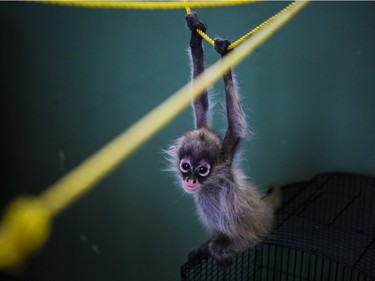 A spider monkey called Erica hangs from a rope at the shelter for rescued animals at the National Zoo in Managua, Nicaragua, April 22, 2016.