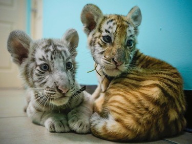 A white Bengal tiger cub and its sister, a golden tiger, from Renato's Circus during a presentation in a radio station in Managua, Nicaragua, April 12, 2016.