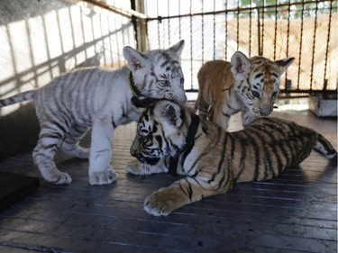 Three Bengal tiger cubs, one white, one golden and one yellow, play in their cage at the Renato's Circus in San Rafael del Sur, Nicaragua, April 12, 2016.