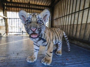 A Bengal tiger cub stands in its cage at the Renato's Circus in San Rafael del Sur, Nicaragua, April 12, 2016.