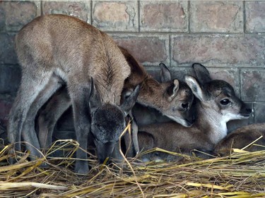 Six newborn Punjab Urials are cared for at a zoo in Lahore, Pakistan, April 7, 2016.