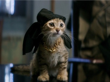 Keanu the kitten in "Keanu."